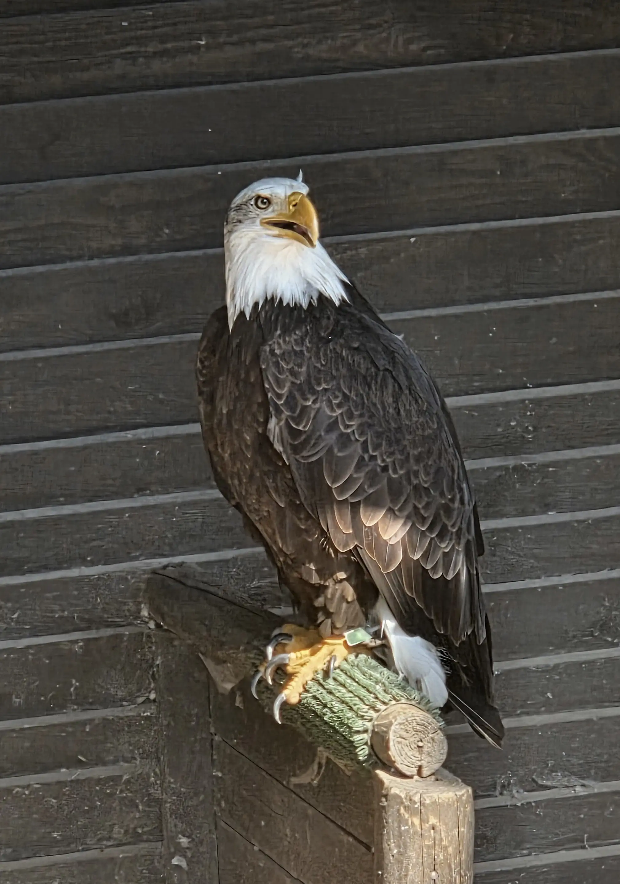 Weißkopfseeadler Weißkopfseeadler