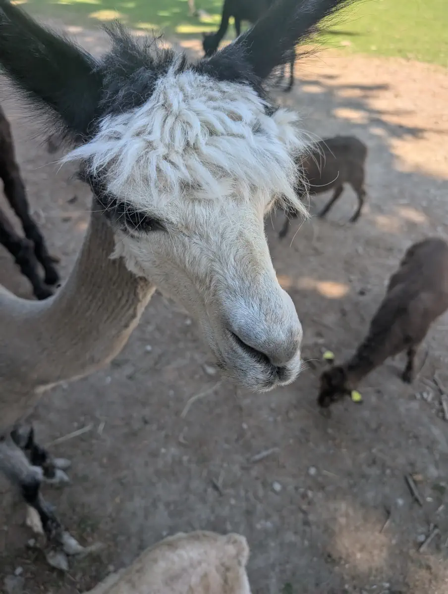 Alpaca Alpaca