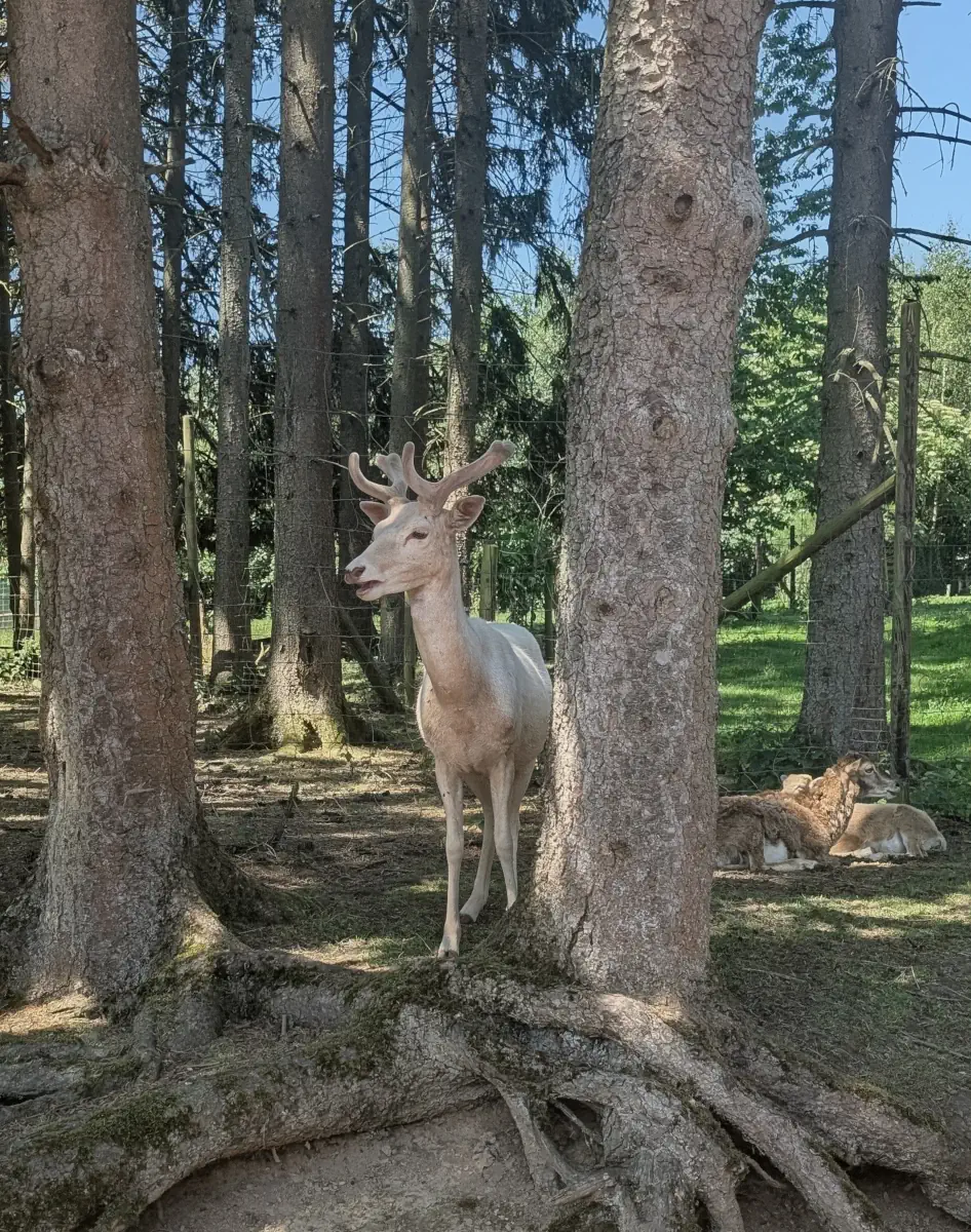 Weißer Hirsch Weißer Hirsch